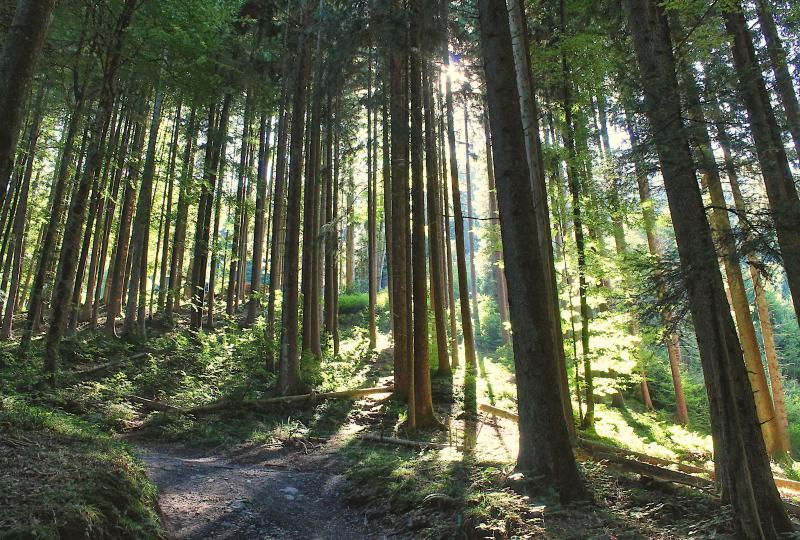 Aufstieg zur Hundwiler Höhi: Zauberwald mit Herbstlicht