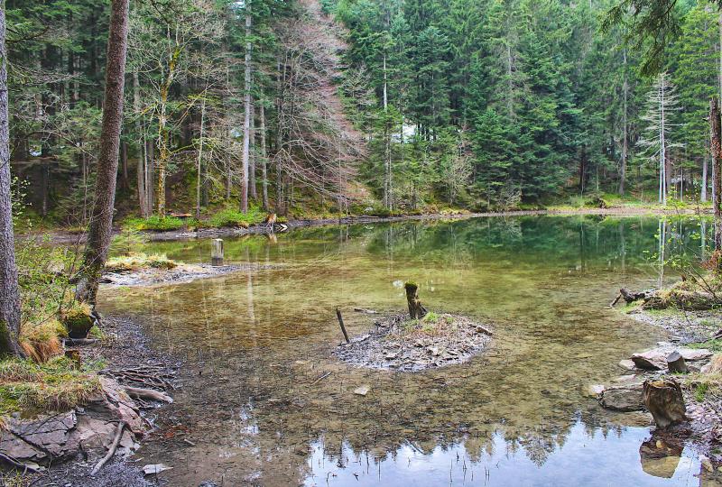 Forstseeli: Tannen und geheimnisvolle Stimmung rundum