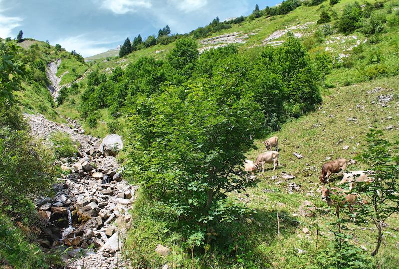Oberhalb der Chalberweid entspringt die Quelle des Rheintaler Sämtis